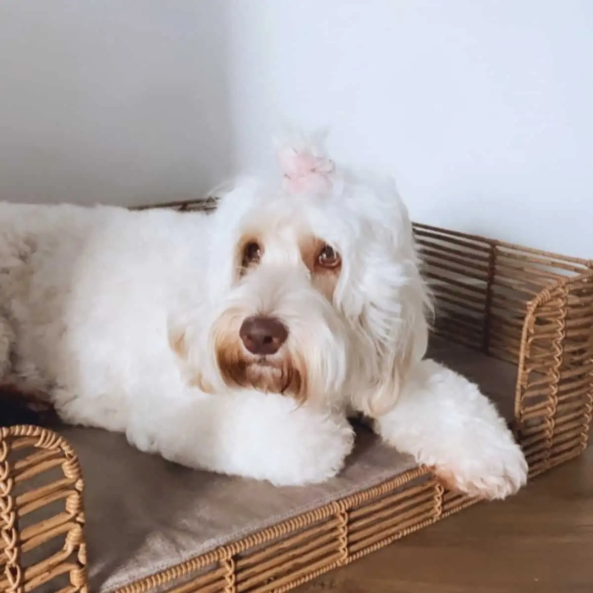 Labradoodle prefers to stay in bed