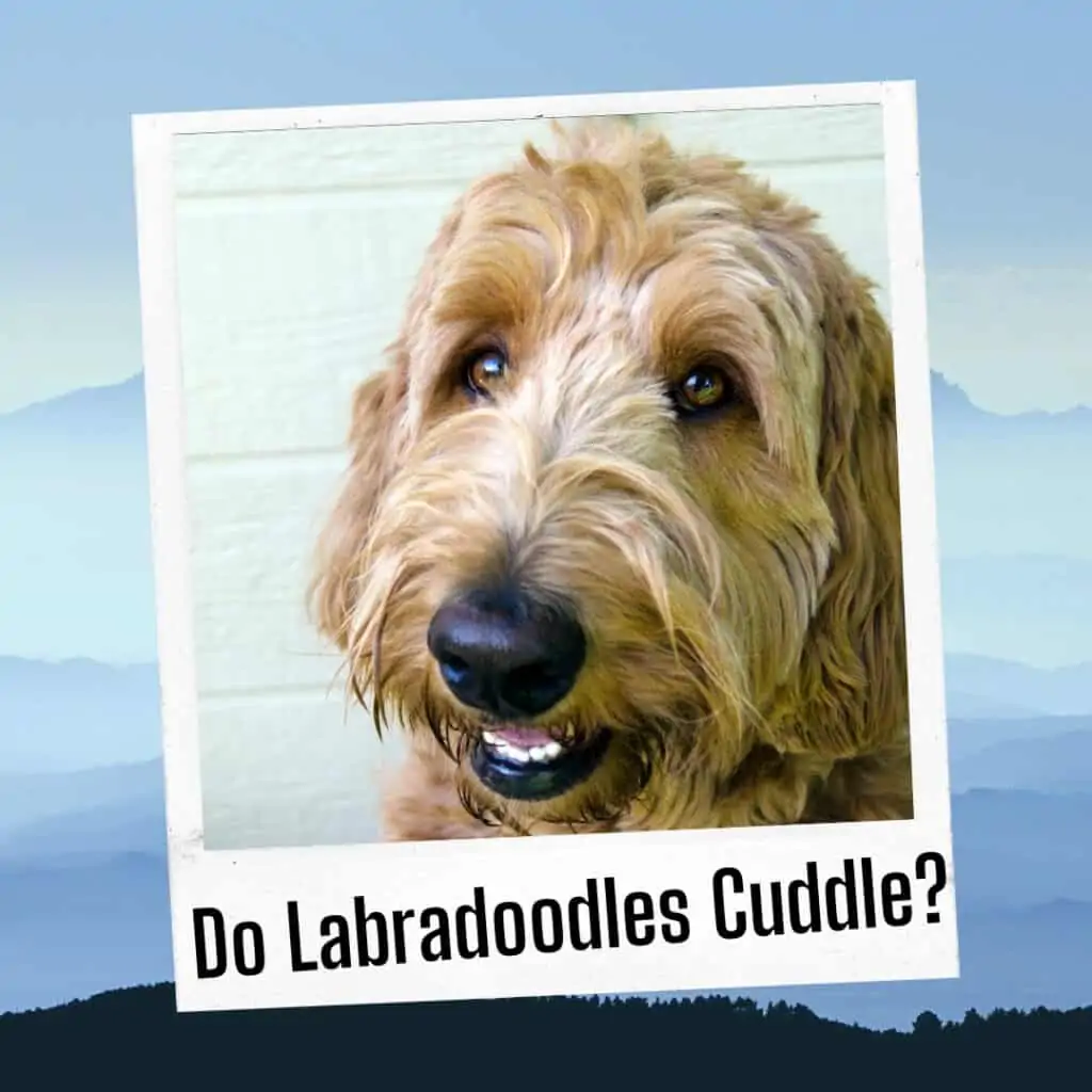 do labradoodles cuddle