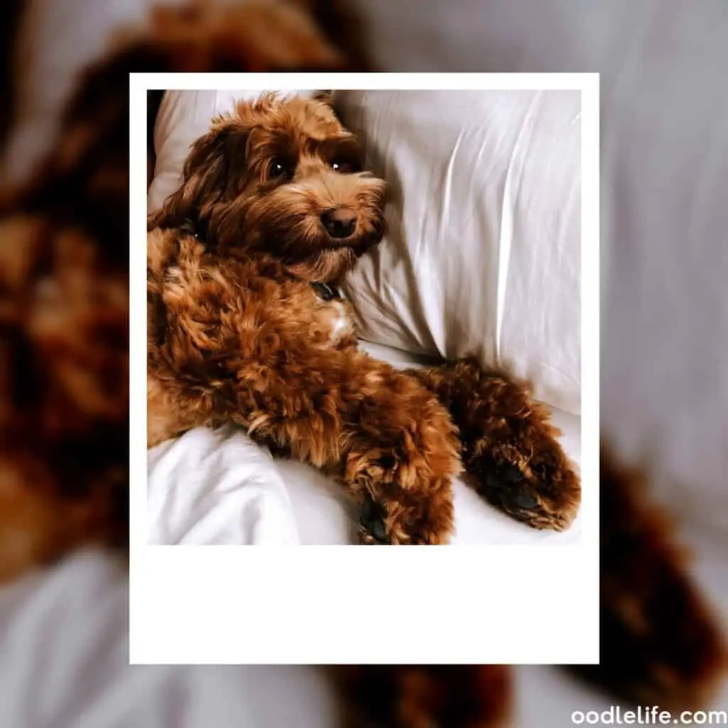 red labradoodle lazing in bed