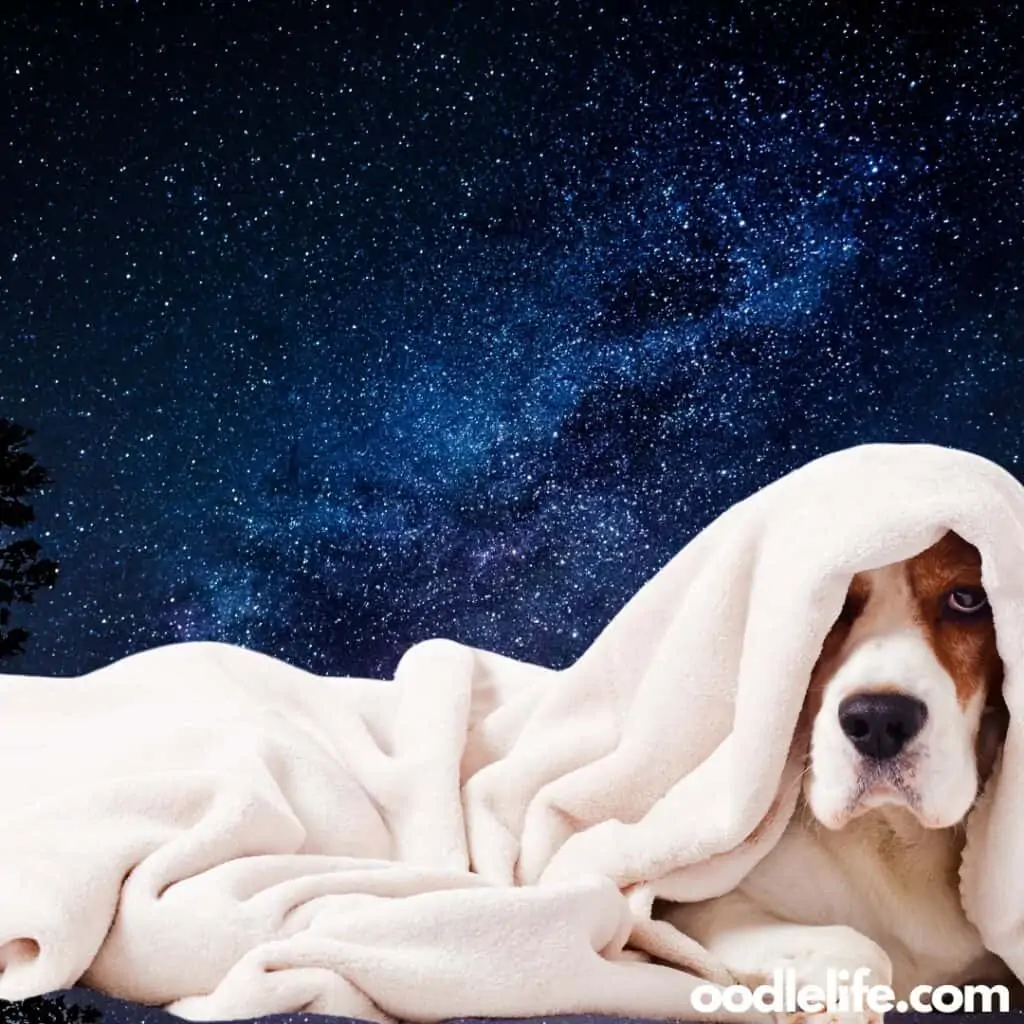large dog blanket sleeping