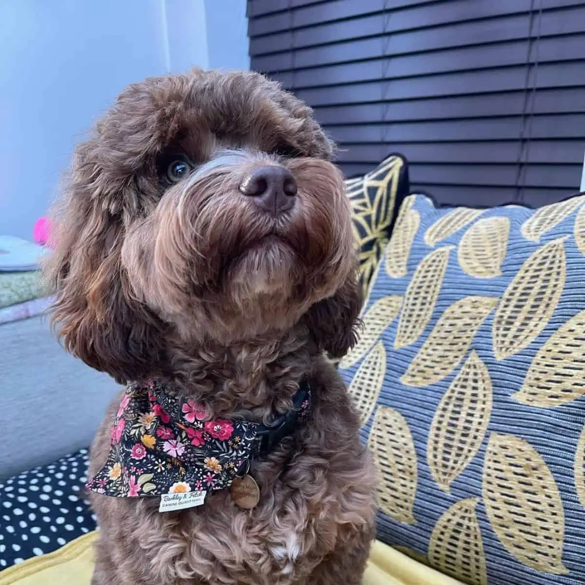 looking up Cockapoo puppy