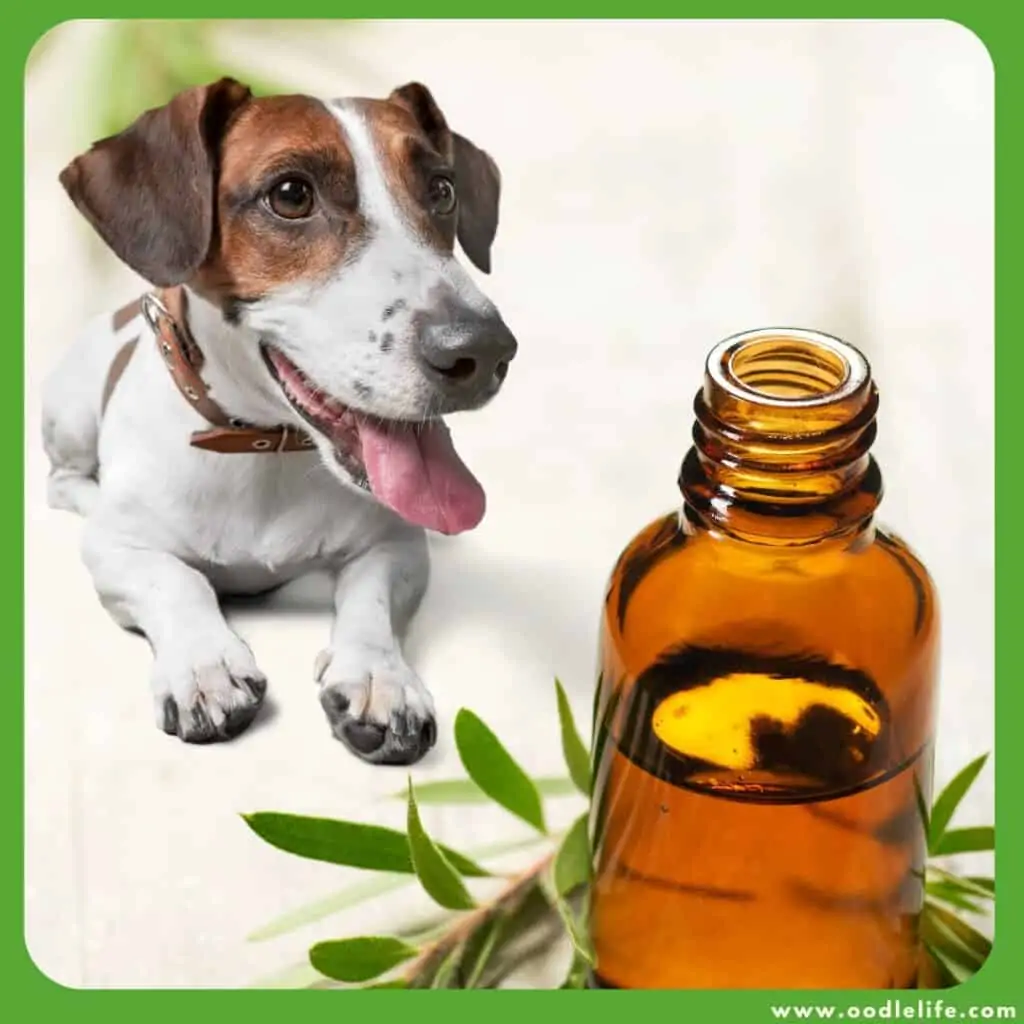 do dogs like tea tree oil