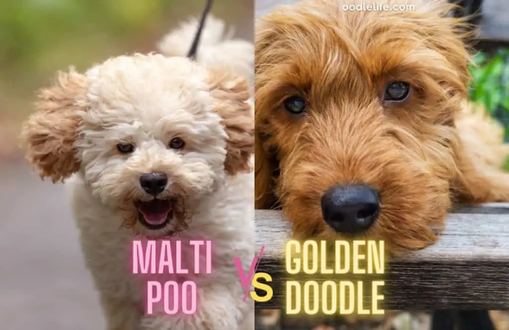 maltipoo vs goldendoodle shedding