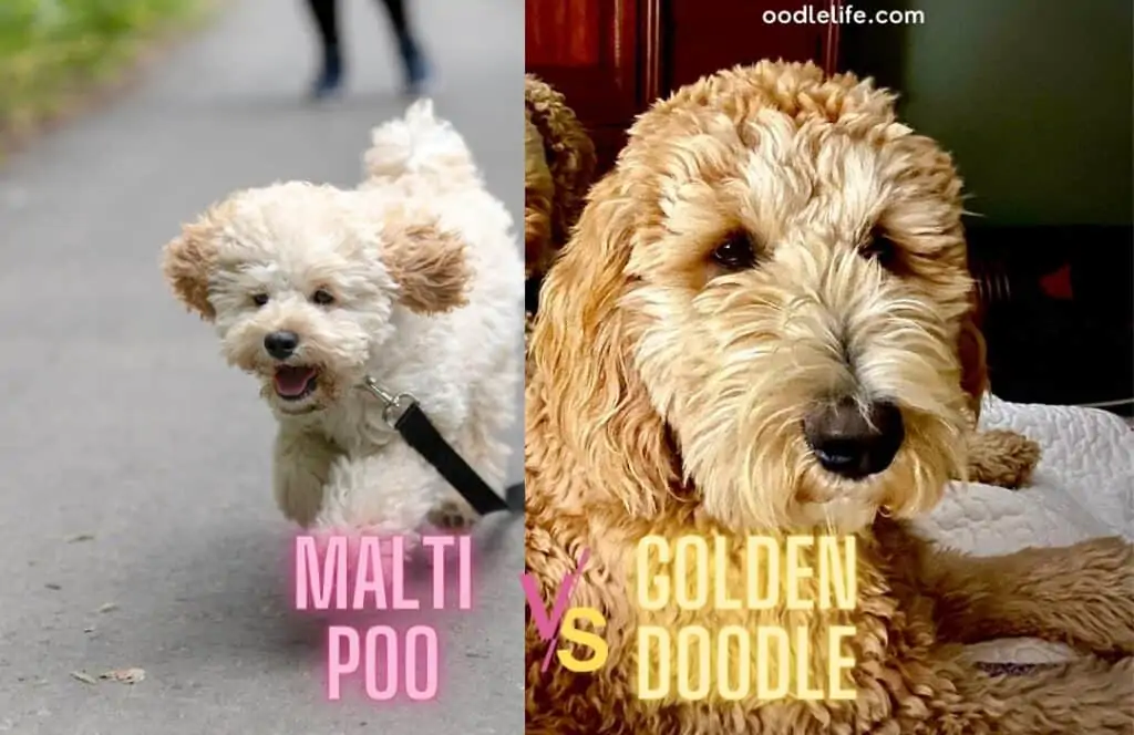 maltipoo vs goldendoodle temperament