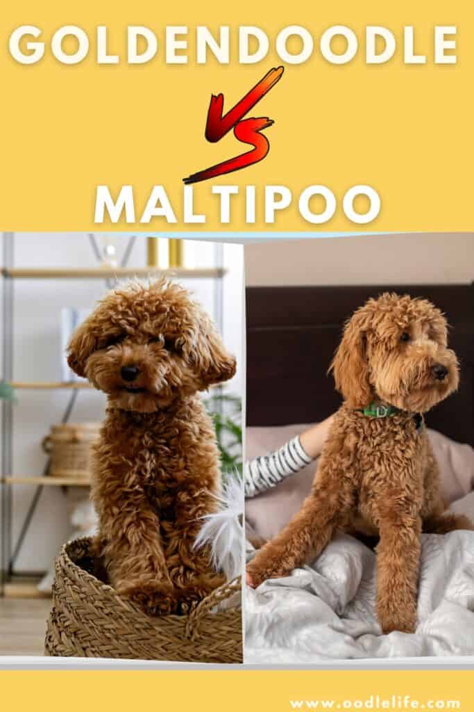 Maltipoo Vs Goldendoodle Breed Comparison With Photos Oodle Life