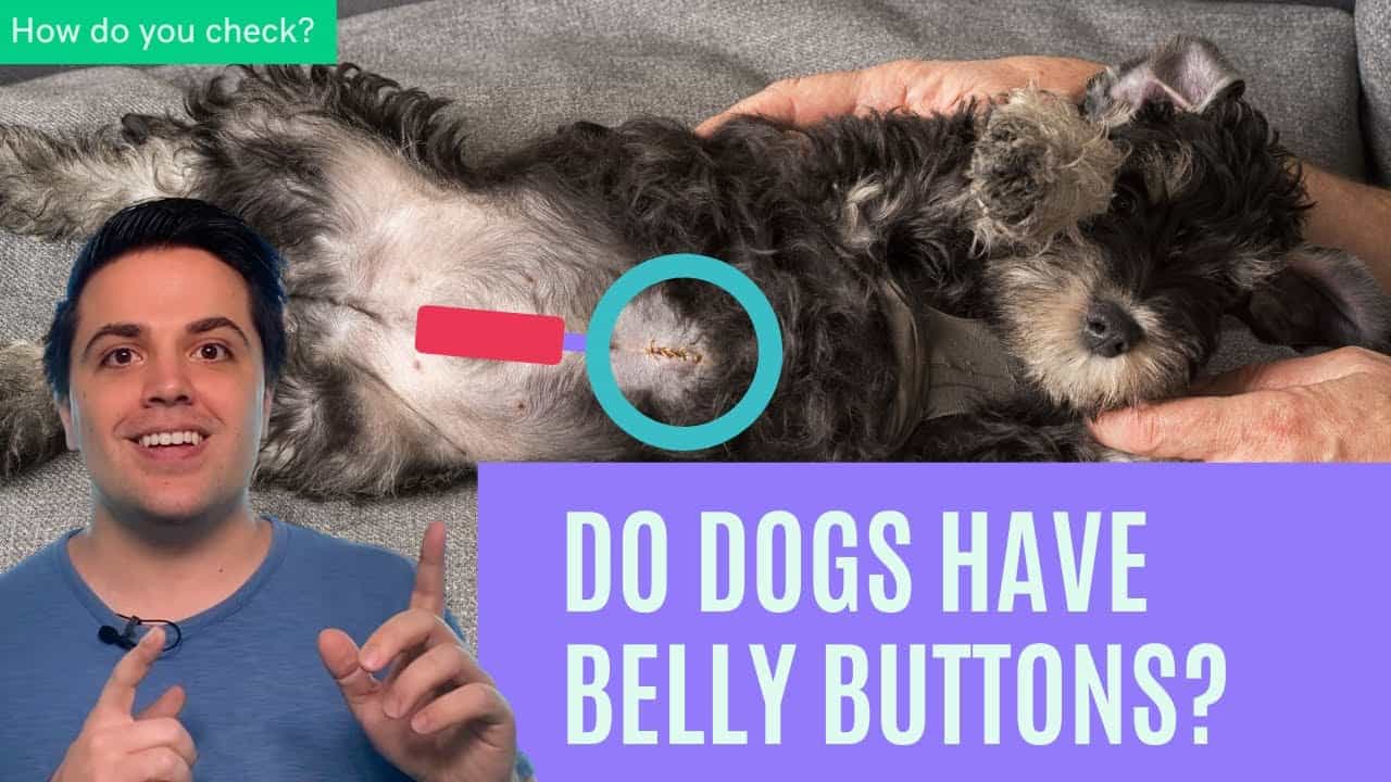 do all dogs have a belly button