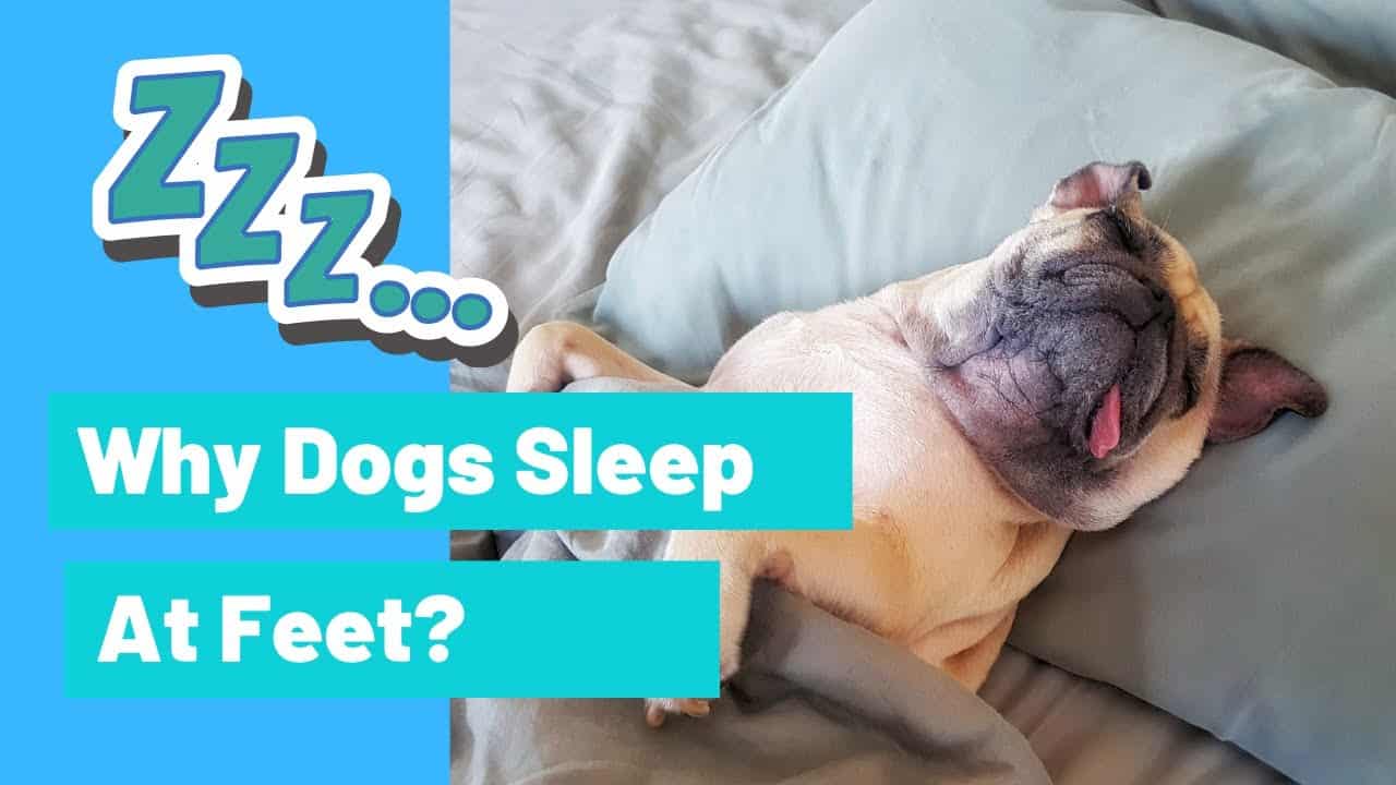 why do dogs sleep at your feet in bed