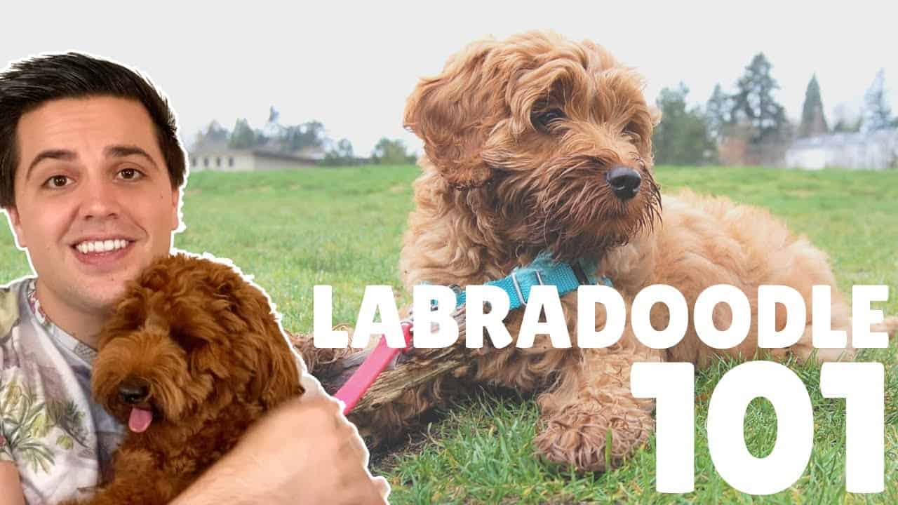 Do Labradoodles Bark