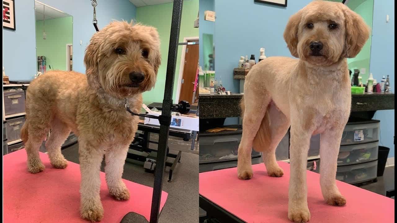 how often should a goldendoodle be groomed