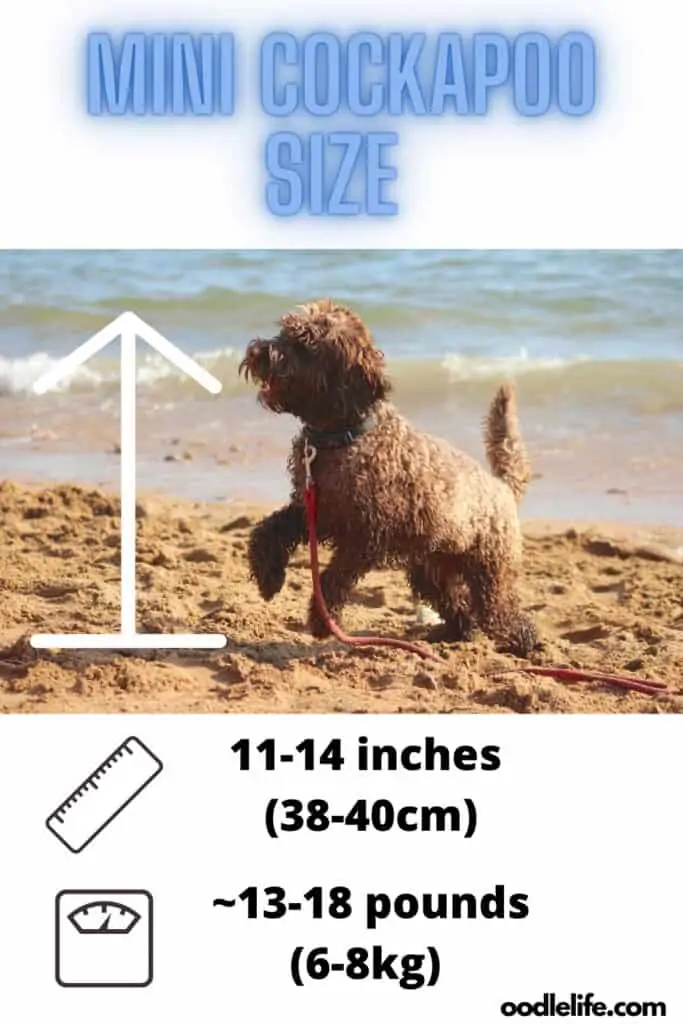 mini cockapoo size guide