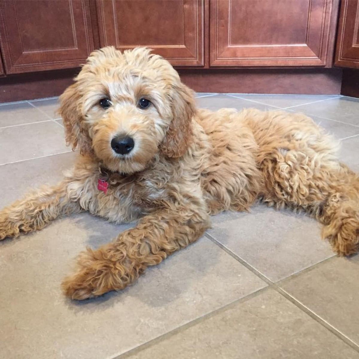 Mini Goldendoodle puppy lying on the floor