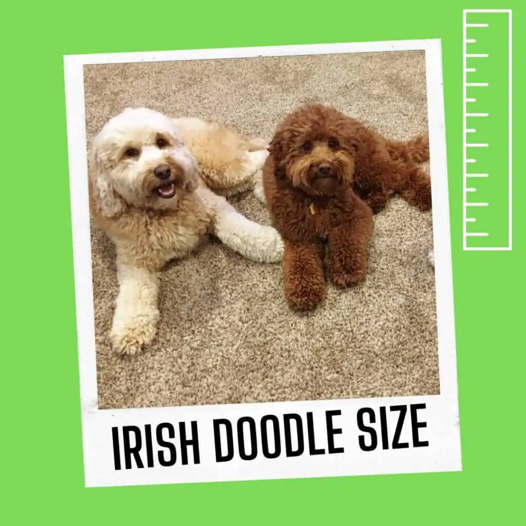 mini irish doodle size