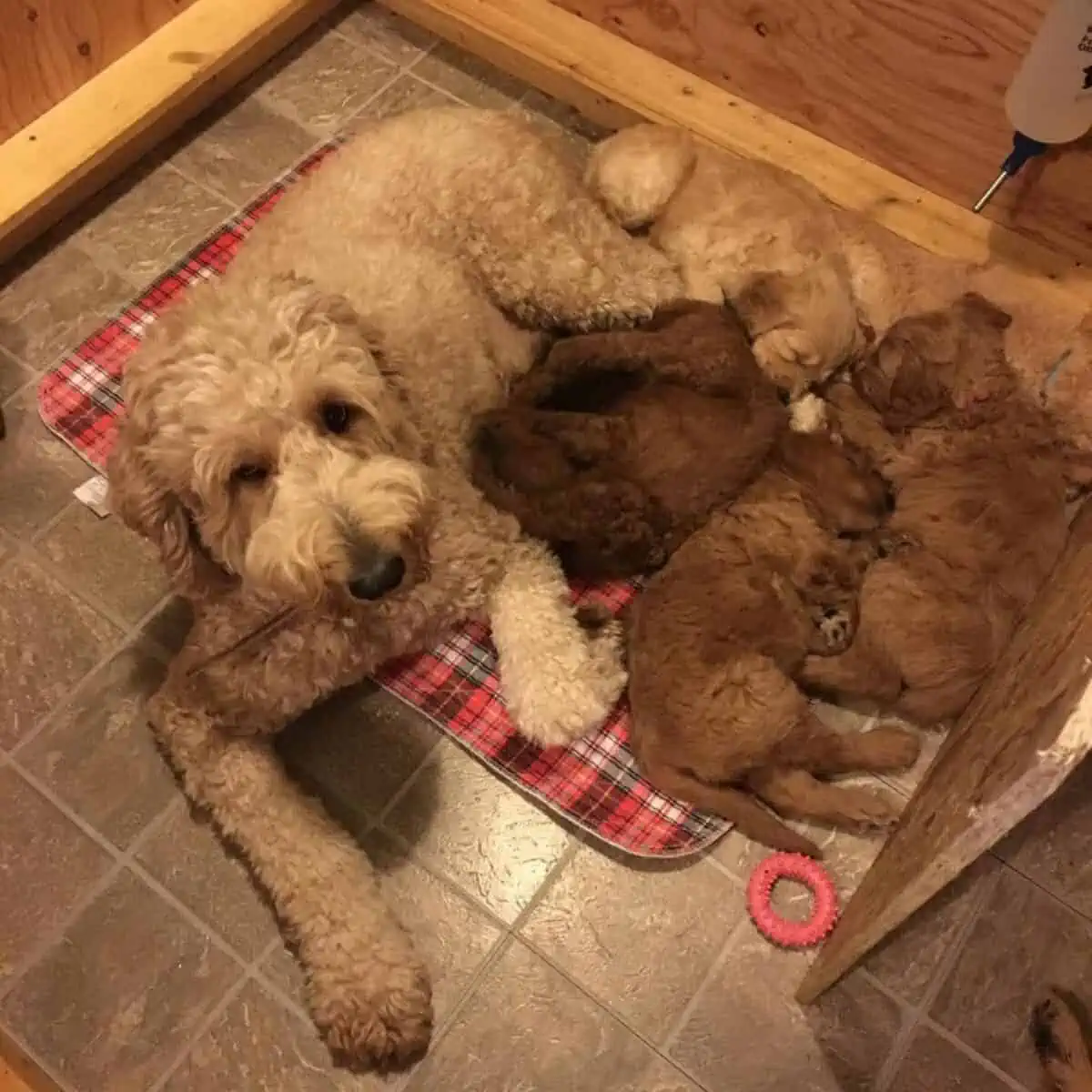 mother Goldendoodle and puppies