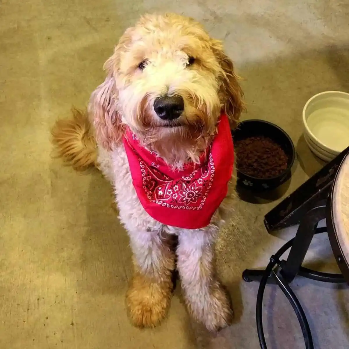 new bandana of Goldendoodle