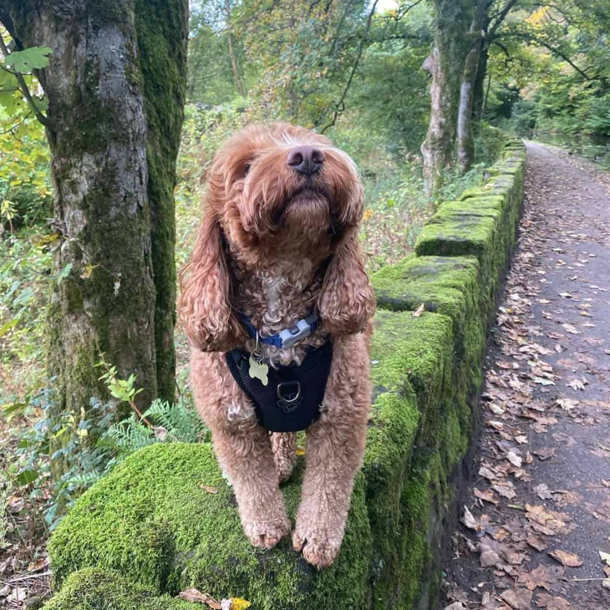 new collar of Cockapoo