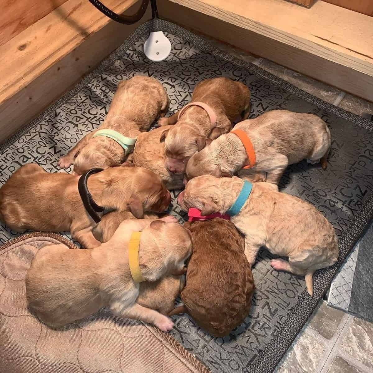 newly-born Goldendoodle puppies