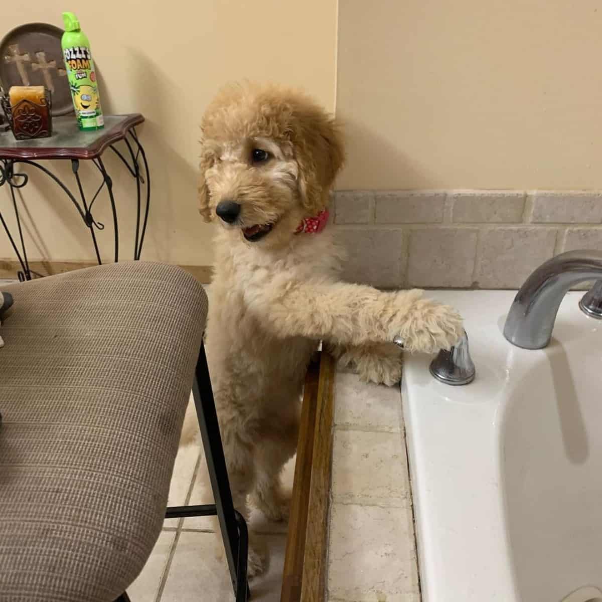 opening water by Goldendoodle