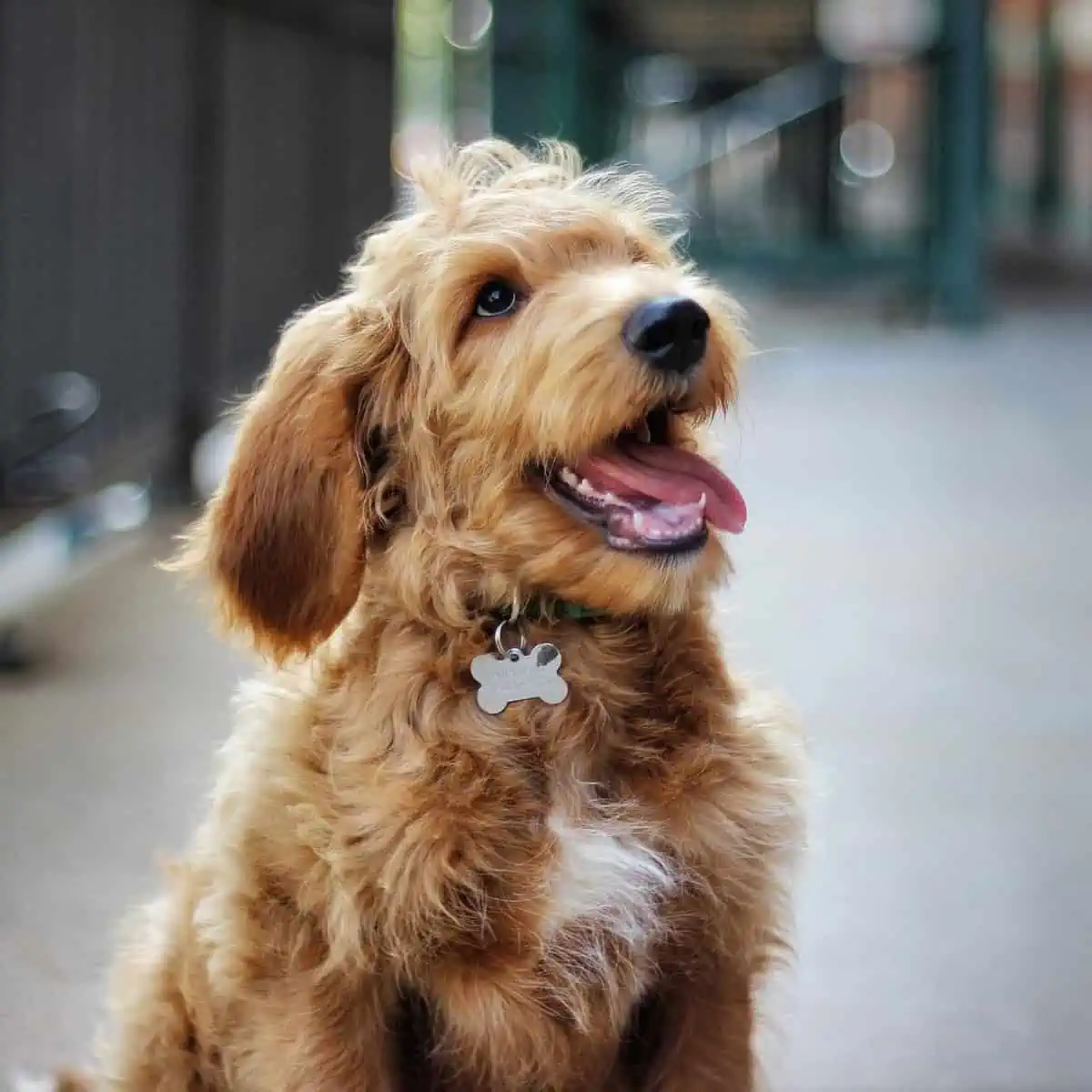 photoshoot of Goldendoodle puppy