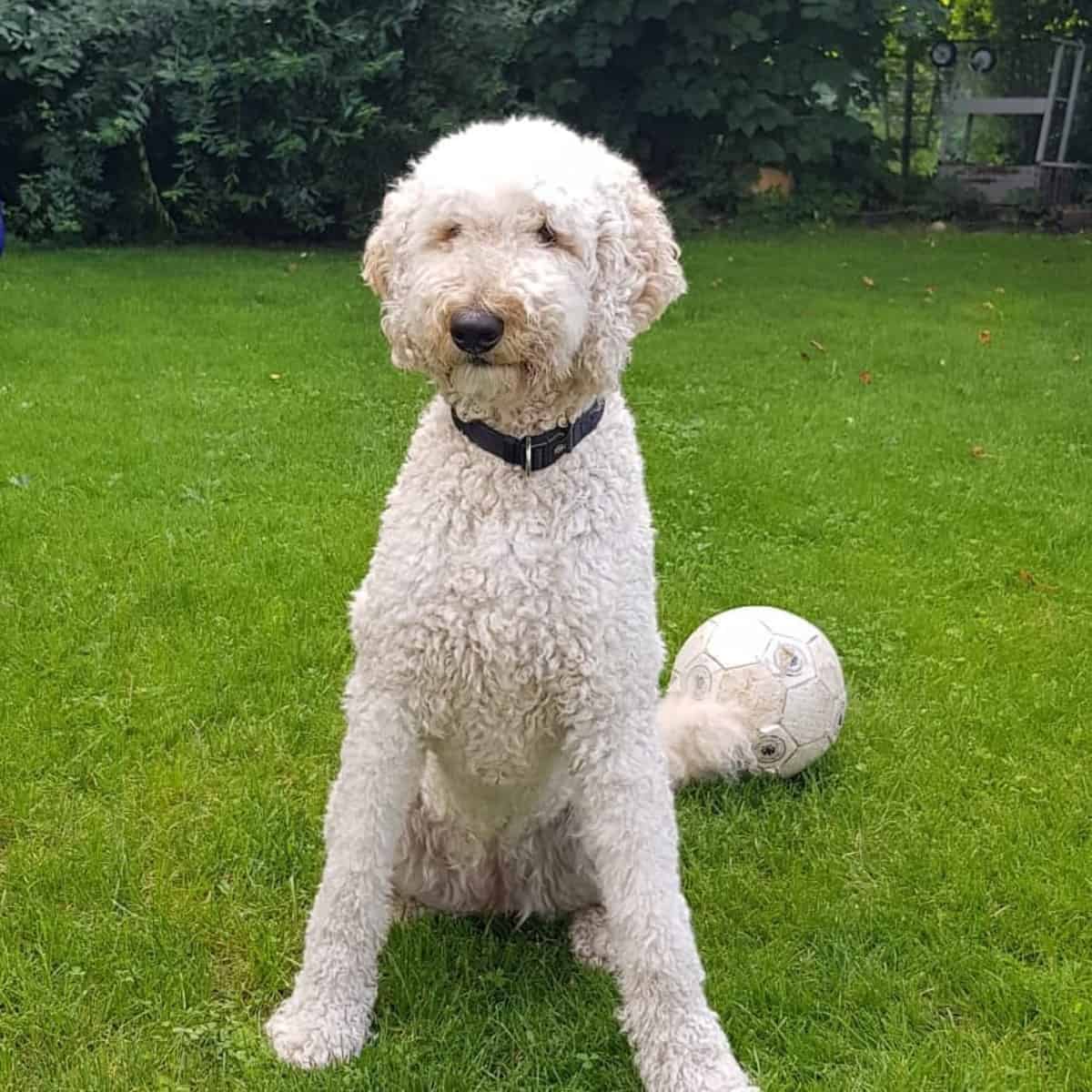 playing with your Goldendoodle