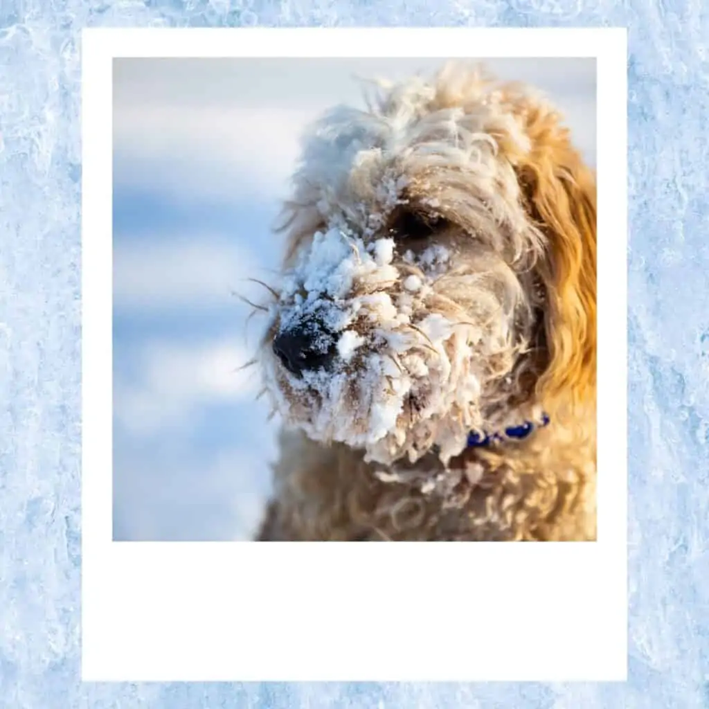 brrr a cold goldendoodle