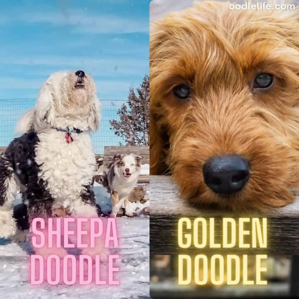 sheepadoodle puppy next to goldendoodle puppy