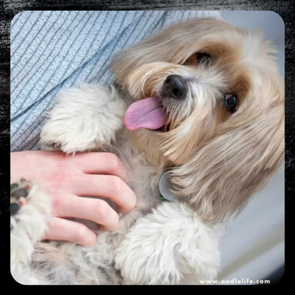 are dogs ticklish puppy being tickled