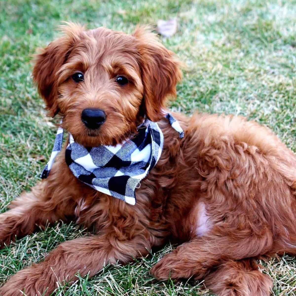 puppy wears checkered bandana