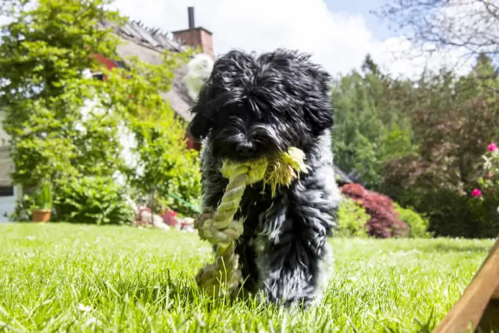 a puppy outdoors with a rope tug toy