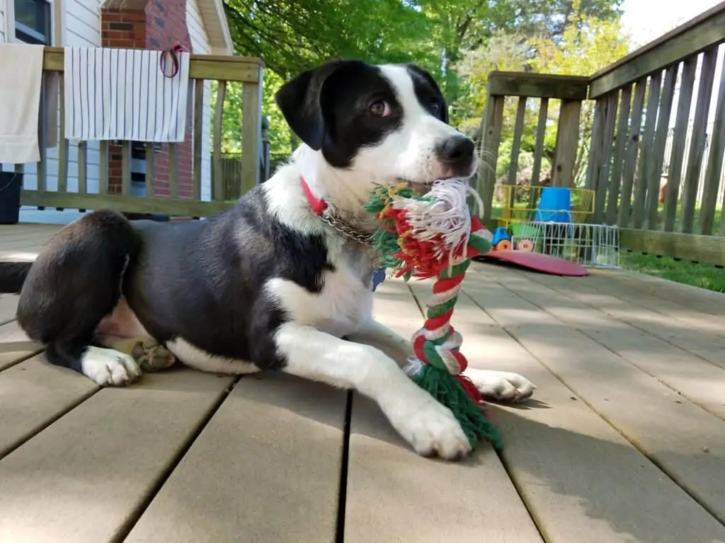 a puppy sitting on a deck with a tug toy
