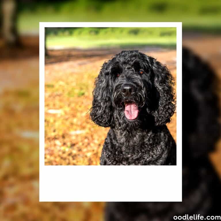 Do Labradoodles Bark A Lot? [+ How to Stop Labradoodle Barking] (2023)
