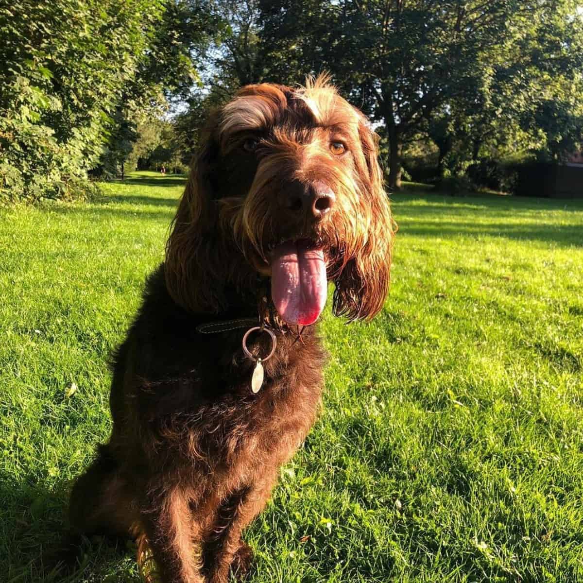 quick break with Cockapoo