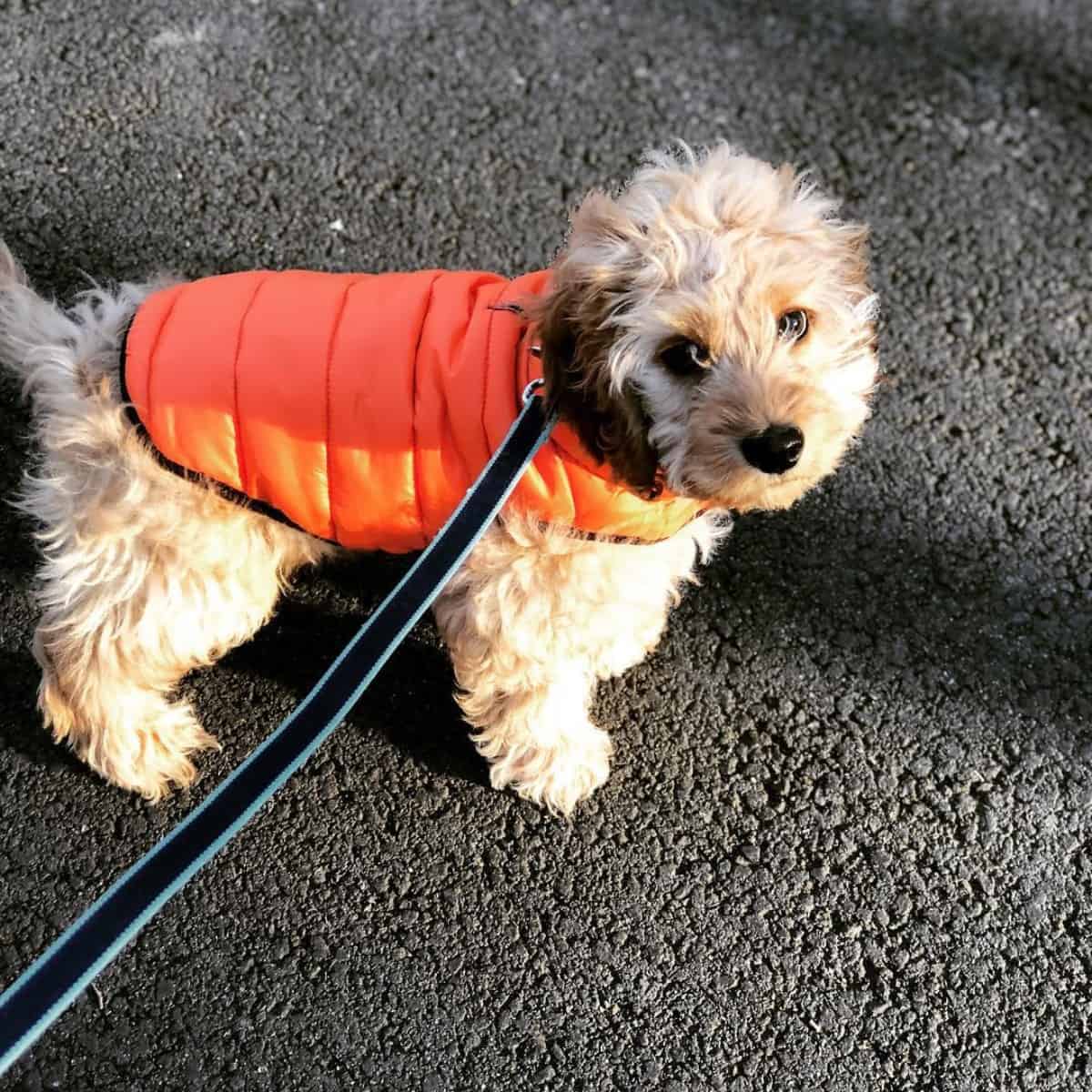 ready for a walk Cockapoo