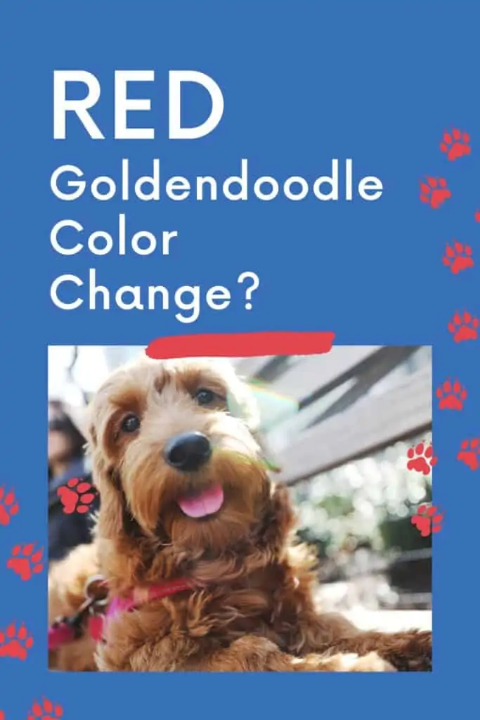 red goldendoodle color change Pinterest pin