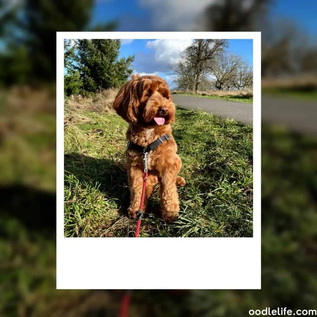 red labradoodle puppy