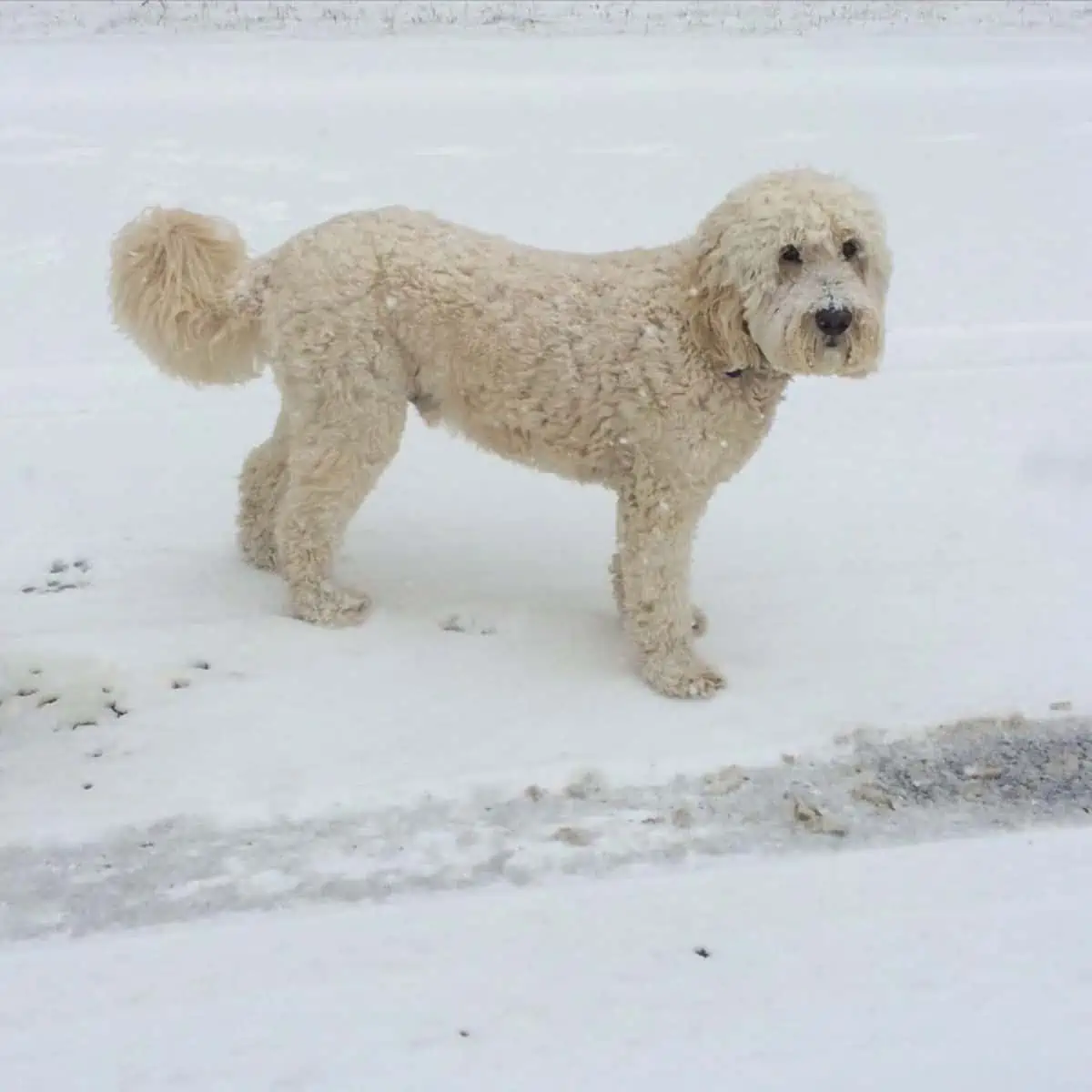 run with Goldendoodle in the snow