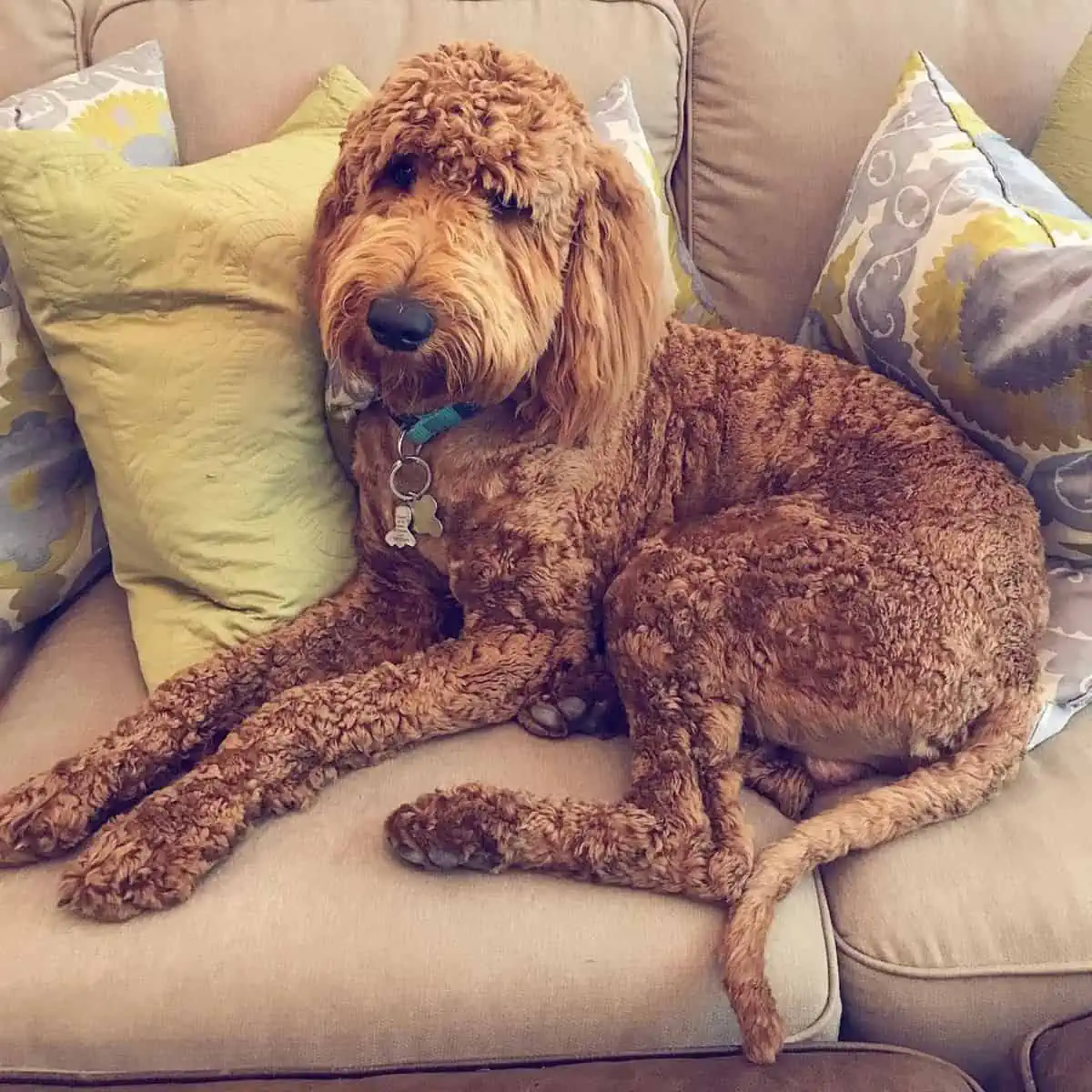 shaved Goldendoodle coat lying