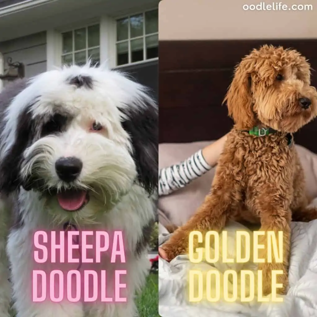 sheep doodle and golden doodle 