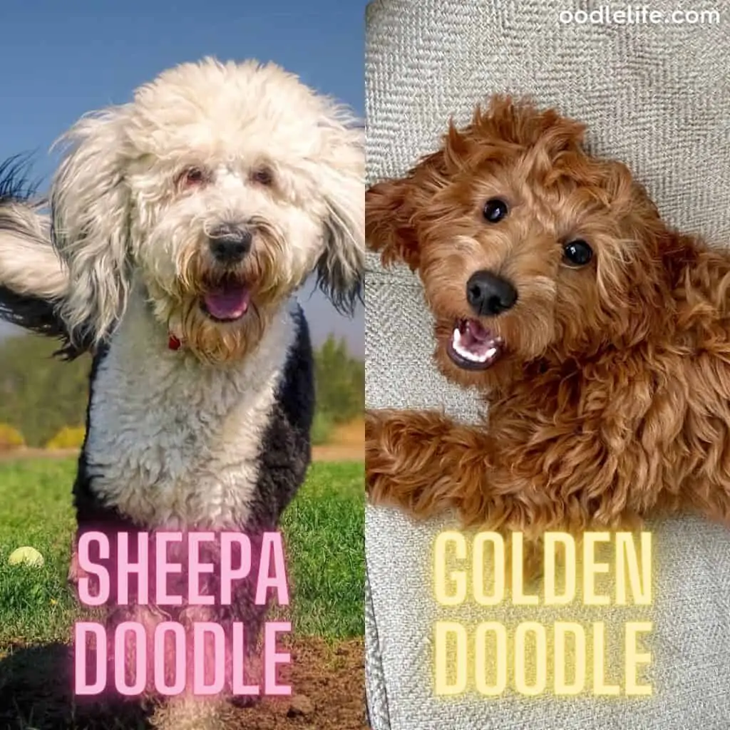 sheepadoodle vs goldendoodle side by side comparison