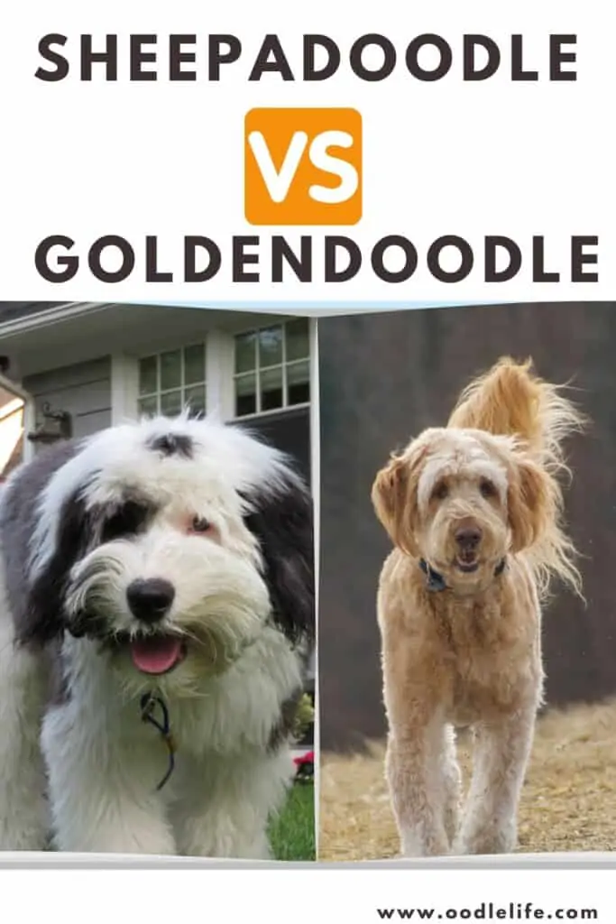 sheepadoodle vs goldendoodle side by side photo comparison
