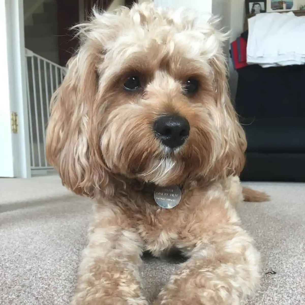 sitting Cavapoo on carpet