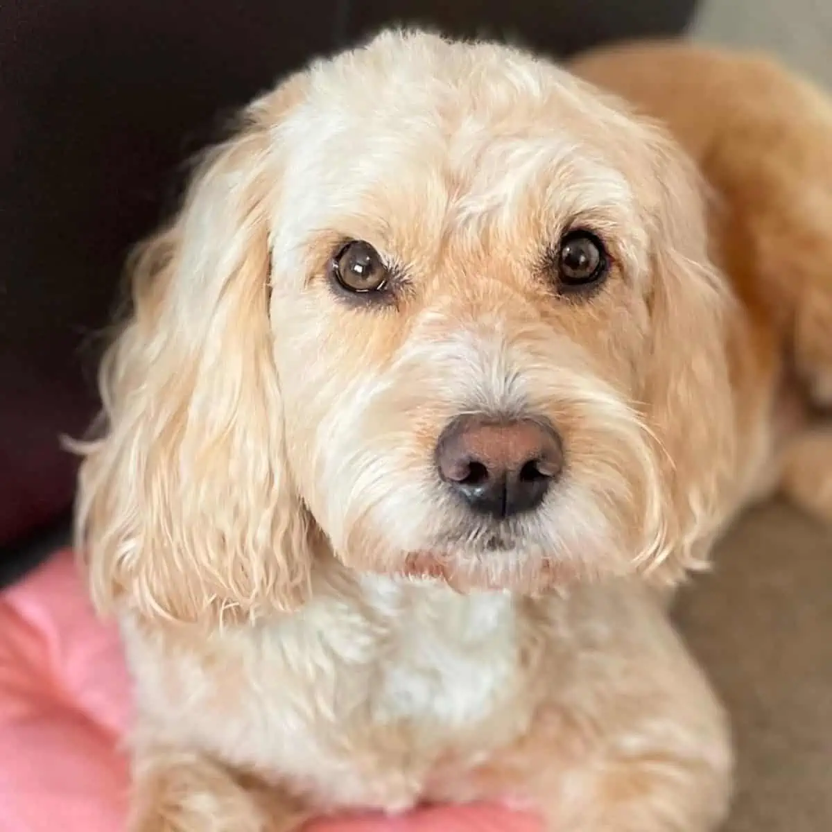 sitting Cockapoo on throw pillow