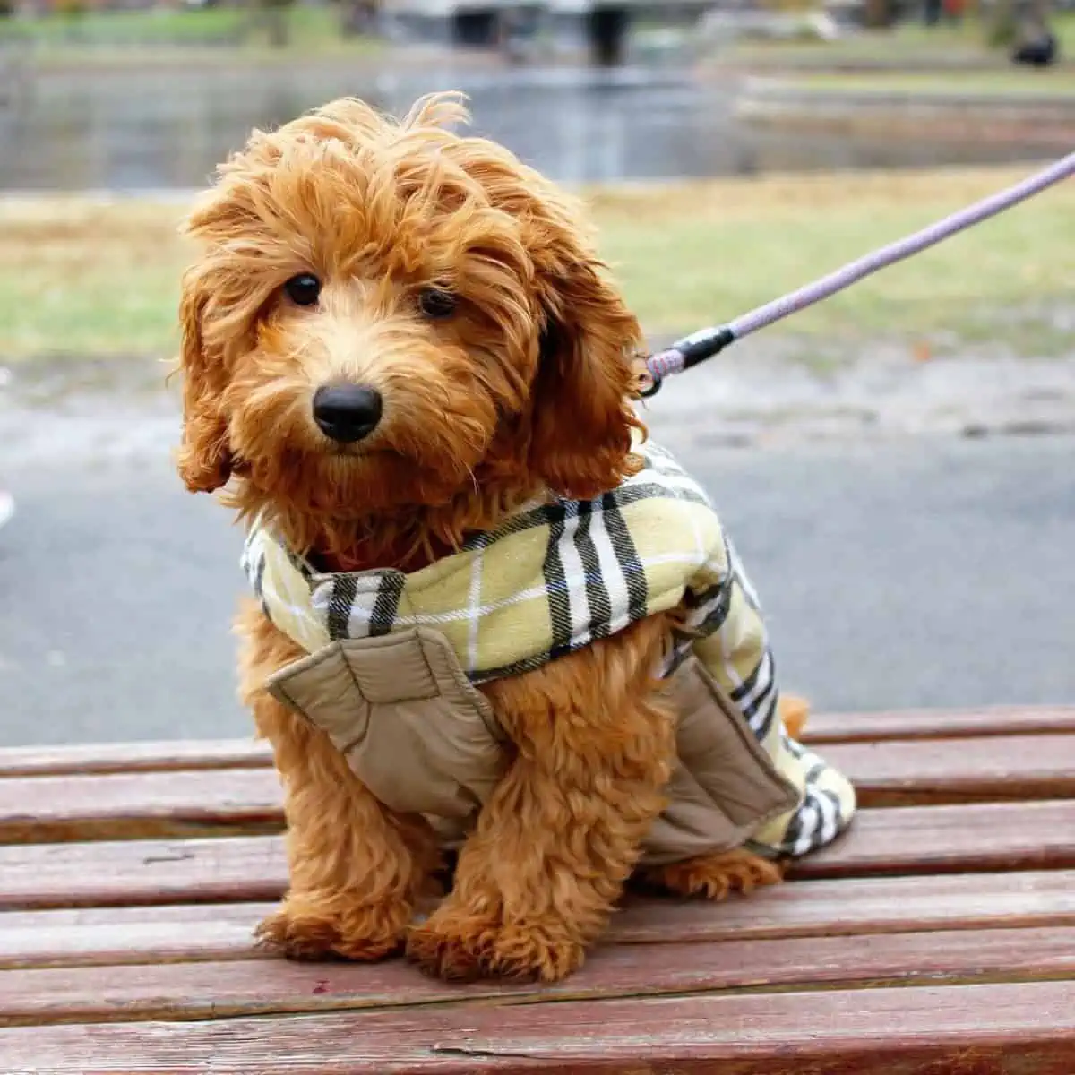 sitting Mini Goldendoodle at a bench