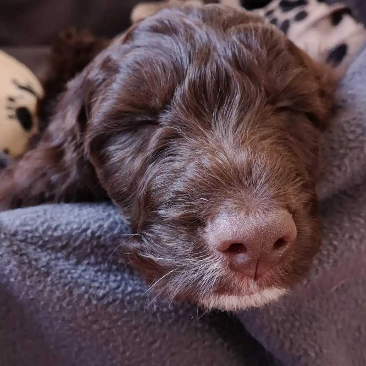 sleeping Cockapoo puppy comfortable