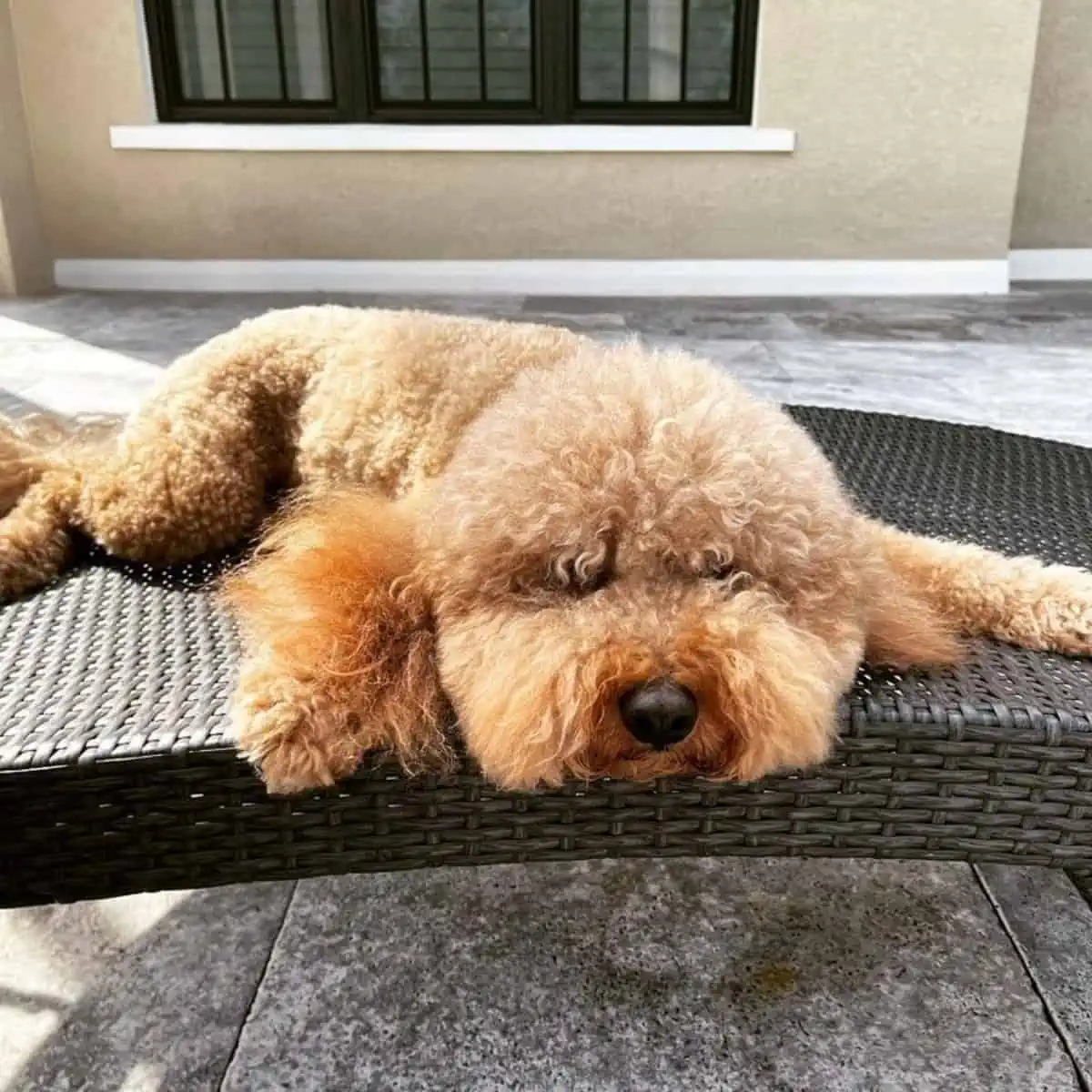 sleeping Goldendoodle feeling tired