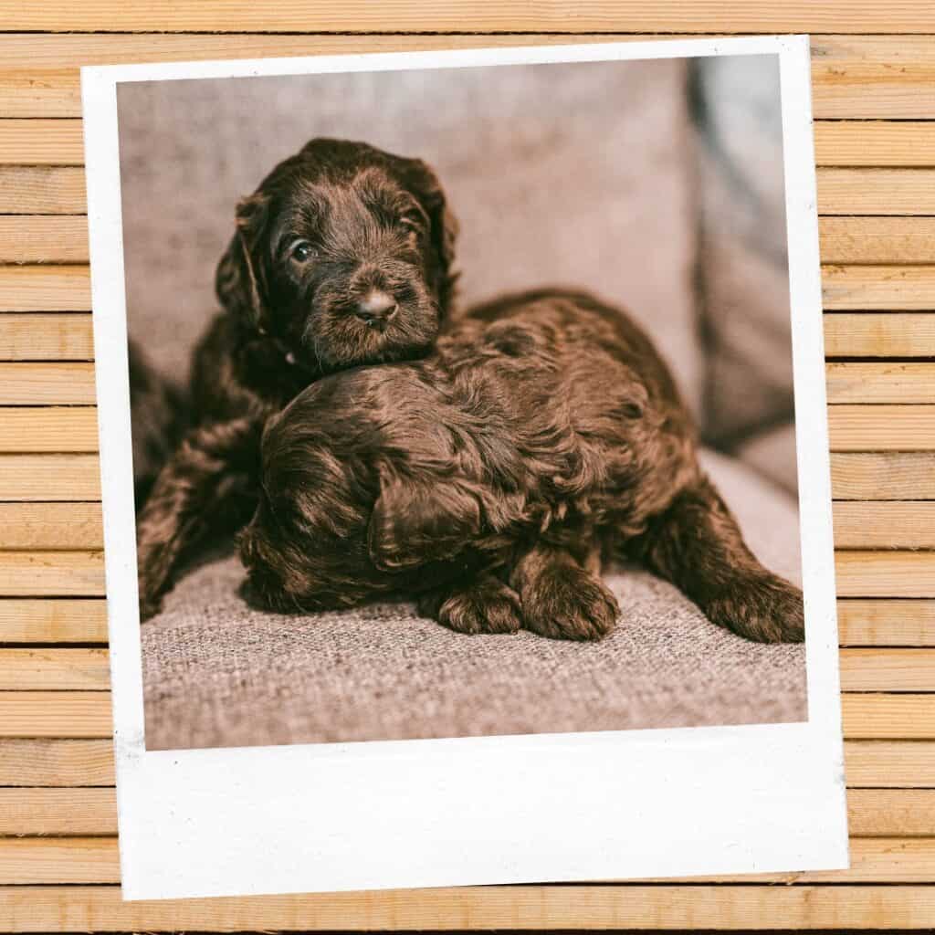 brown Goldendoodle puppies