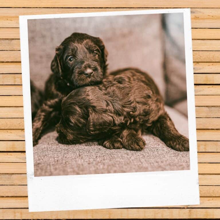 501+ Best Brown Dog Names [year]