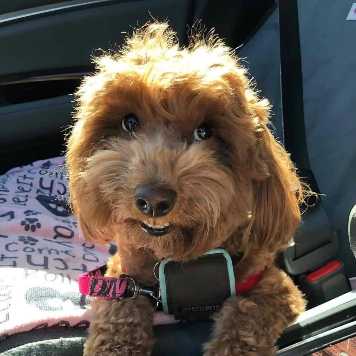 smiling Goldendoodle off to adventures
