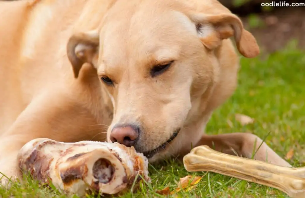 A Labrador eating a smoked dog bone