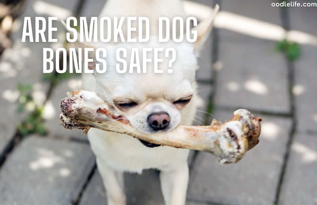 Are Smoked Dog Bones Safe? (DIY And How To Make) Oodle Life