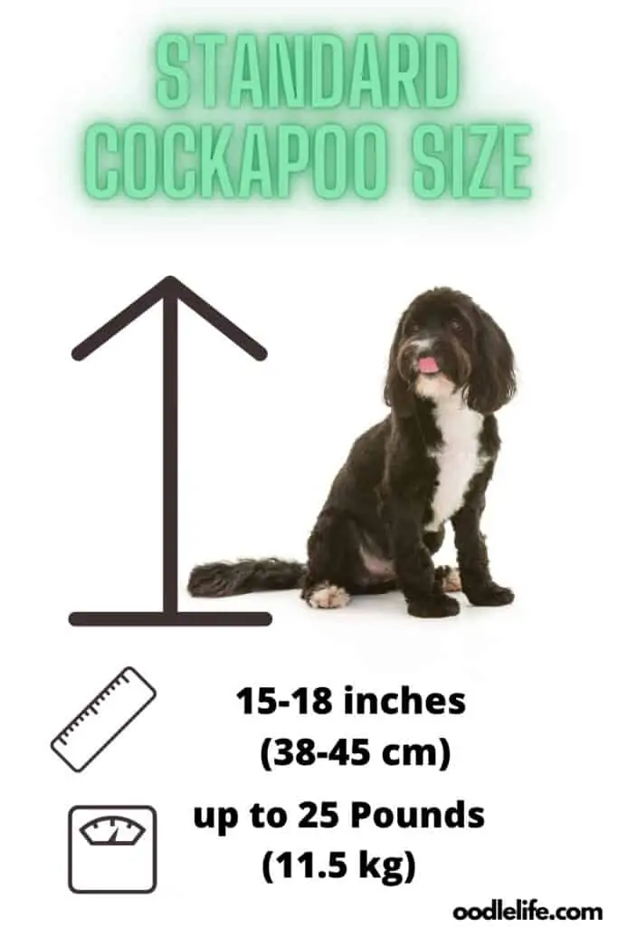 standard cockapoo size guide